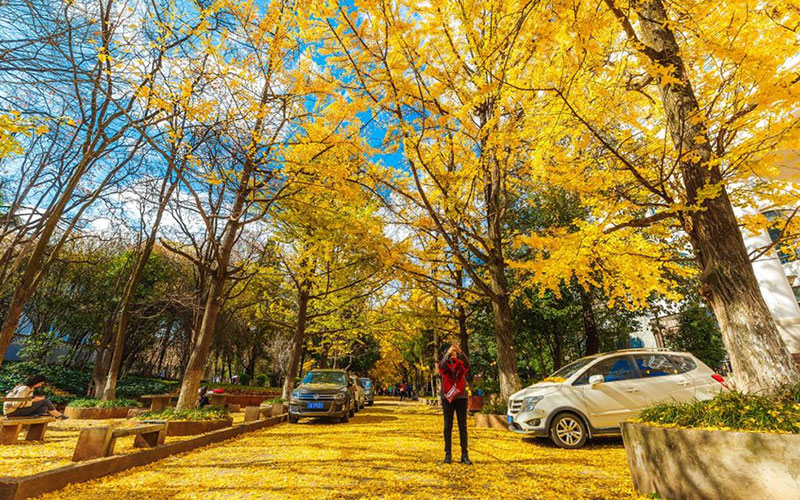 云南大学校园风景