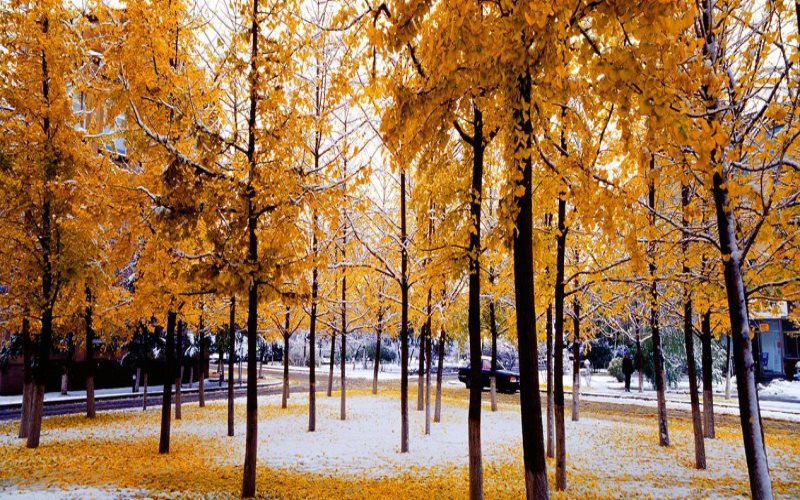 辽宁大学校园风景