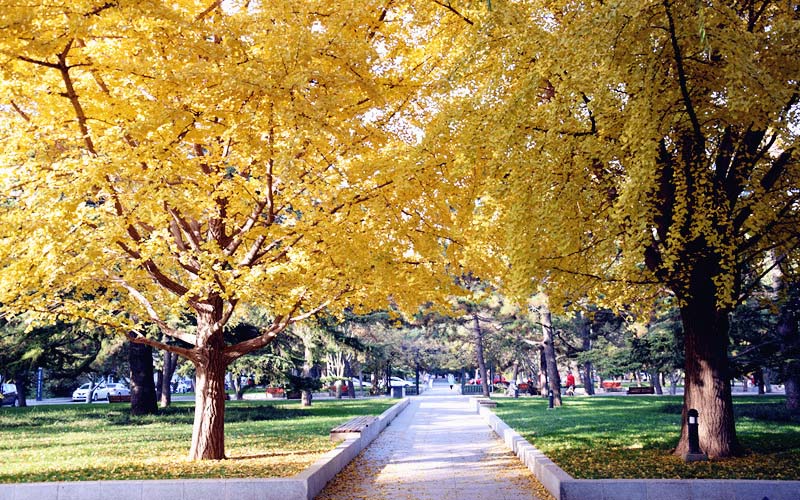 中央民族大学校园风景